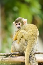 Black-capped squirrel monkey (Saimiri boliviensis) mother with he youngster, Germany, Europe