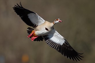 A Nile goose in flight, Lake Kemnader, Ruhr area, North Rhine-Westphalia, Germany, Europe