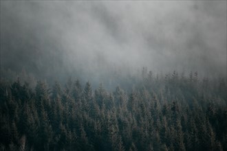 Misty forest with pine trees creating a moody and atmospheric scenery