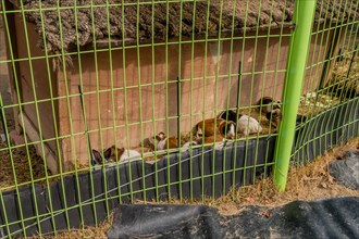 Guinea pigs laying on dry straw behind green wire fence at public urban park