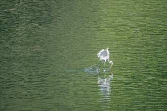 Large white egret looks like it is walking on water as it catches a small fish in its beak