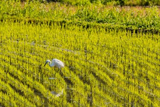 White snowy egret looking for food in a rice paddy on a sunny morning in South Korea