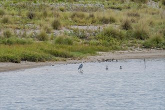 Adult gray heron walking in shallow water with two swimming adult cormorants nearby