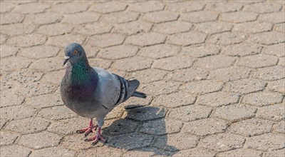 Close up of a pigeon on concrete at a park in Seoul, South Korea, Asia