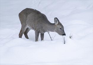 European roe deer (Capreolus capreolus), doe standing in the snow and looking for food, captive,