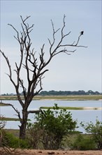 African Fish Eagle (Haliaeetus vocifer), White-tailed Eagle, African Fish Eagle on a tree,