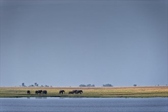 Elephant herd (Loxodonta africana), elephant, landscape, sky, blue sky, wildlife, riverbank,