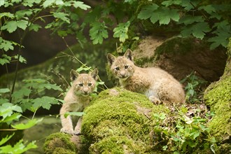 Eurasian lynx (Lynx lynx) youngsters on a rock, playing, Bavaria, Germany, Europe