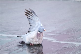 Feral pigeon (Columba livia domestica) on a street, Bavaria, Germany Europe