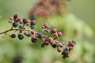 Blackberrys (Rubus fruticosus L) hanging on a branch, Bavaria, Germany, Europe