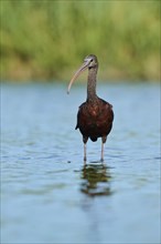 Glossy ibis (Plegadis falcinellus) standing in the water, hunting, Parc Naturel Regional de