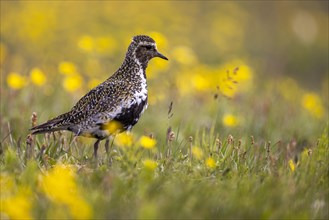European golden plover (Pluvialis apricaria) surrounded by dandelions, Grimsey Island, Iceland,