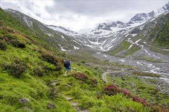 Mountaineers on a hiking trail between blooming alpine roses, view of the Schlegeisgrund valley,