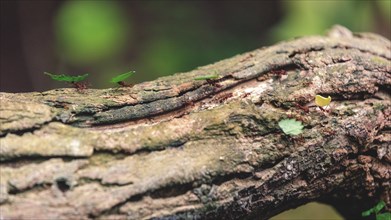 Ants on a tree bark next to a small yellow butterfly, Krefeld Zoo, Krefeld, North Rhine-Westphalia,