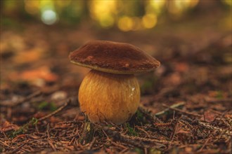 A porcini mushroom with a brown cap stands on the forest floor, surrounded by autumnal elements,