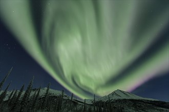 Northern Lights over snowy mountains and trees, Aurora borealis, Brooks Range, Alaska