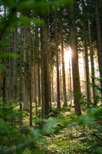 Sunbeams shine through the dense forest and create a calming play of light, Unterhaugstett, Black