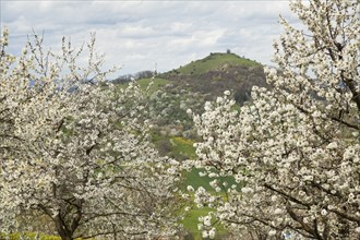Cherry blossom with a view of the Limburg castle near Weilheim an der Teck, Swabian Alb