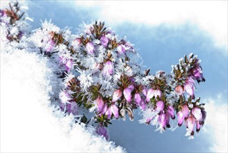 Blossoms of the snow heather (Erica carnea) (syn. Erica herbacea) or winter heather or spring