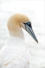 Northern gannet (Morus bassanus) (synonym: Sula bassana) with white plumage, close-up with light