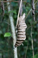 Dried curled leaf hanging from a branch, Amazonian rainforest, Amazonas state, Brazil, South