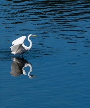 White great egret standing in water with wings extended looking for fish to eat