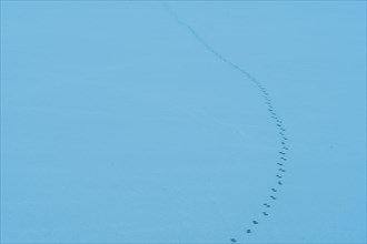 Small animal tracks in clean white snow shot with blue filter