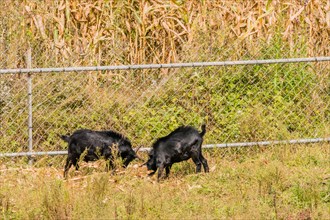 Two adult black goats feeding next to a fence surrounding a field of corn stalks
