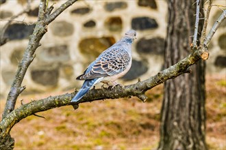 Closeup of a pigeon sitting on a branch in a tree with a stone wall in the background