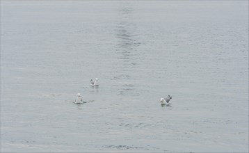 Three seagulls floating in calm waters of the ocean