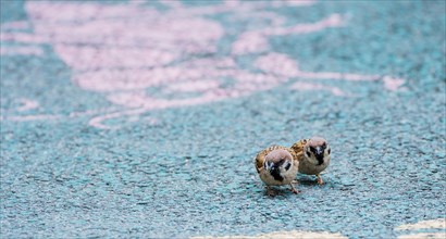 Two small sparrows gathering food on a paved walkway in South Korea
