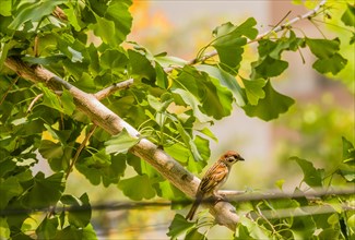 Beautiful Eurasian sparrow perched on tree branch with bright green leaves on a sunny day.