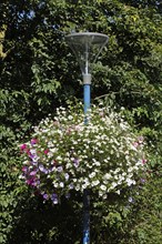 Flower pot hanging from a street lamp, decoration, Germany, Europe