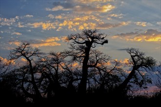 Giant african baobab (Adansonia digitata), evening sun, sunset, nature, silhouette, silhouette,