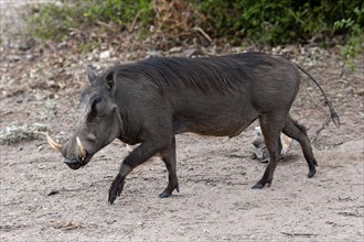 Common warthog (Phacochoerus africanus), mammal, free-living, wild, wild boar, aggressive, danger,