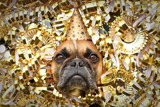 New Year's Eve Silvester party dog. French Bulldog with party hat sticking out head between shiny