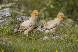 2 Egyptian Vulture (Neophron percnopterus), Castilla y Leon province, Picos de Europa, Spain,
