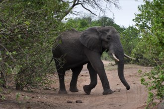 African elephant (Loxodonta africana), mammal, wild, free-living, wilderness, safari, ivory,
