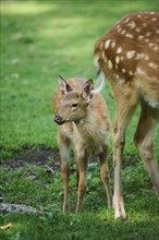 Sika deer (Cervus nippon) fawn with her mother (hind) on a meadow, Bavaria, Germany, Europe