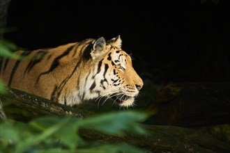 Siberian tiger (Panthera tigris altaica), portrait, captive, Germany, Europe