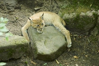 Eurasian lynx (Lynx lynx) youngtser lying on a rock, Bavaria, Germany, Europe