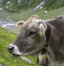 Cow with bell on the alpine meadow, animal portrait, Schlegeisgrund valley, Berliner Hoehenweg,