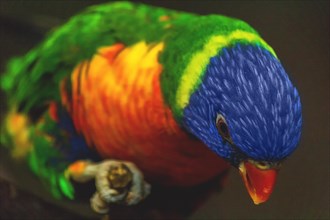 Detailed close-up of a colourful parrot, showing the complex texture of the plumage, Allwetterzoo