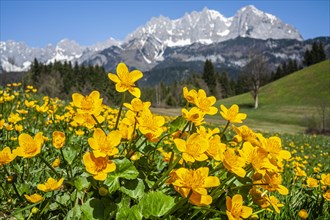 Marsh marigolds (Caltha palustris) in front of mountains, sun, spring, Kaiser Mountains, Tyrol,