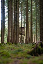 A high seat is hidden between the dense trees of a forest, Unterhaugstett, Black Forest, Germany,