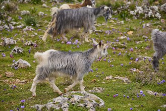Herd of goats (caprae) with different coats wandering through a rocky area, Aradena Gorge, Aradena,