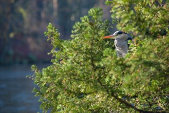 Grey Heron (Ardea cinerea cinerea) or Great Egret stands hidden between the green branches of a