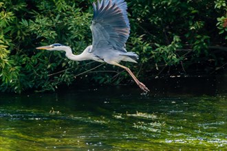 Little blue heron taking flight over a river with lush green foliage in the background