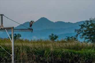 Gray heron standing on a metal crossbeam looking for food with mountains and overcast sky in