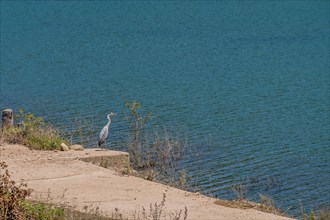 Gray heron standing on concrete walkway next to man-made lake